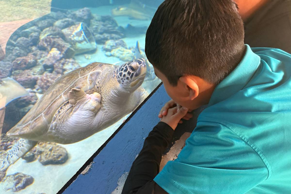 student at tuition free K-12 Palm Beach Maritime Academy looking at a sea turtle in an aquarium